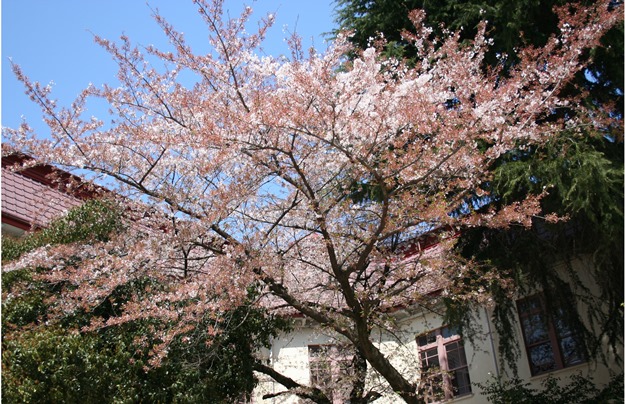 中庭の桜